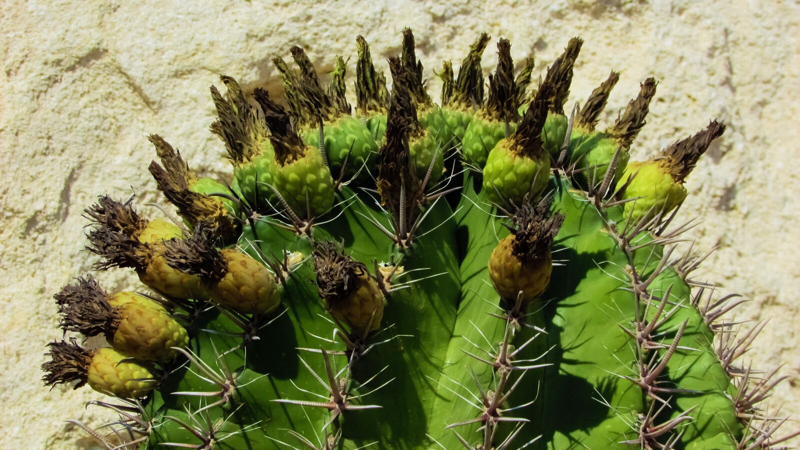 Canon PowerShot SX400 IS sample photo. Cactus, plant, flowers photography
