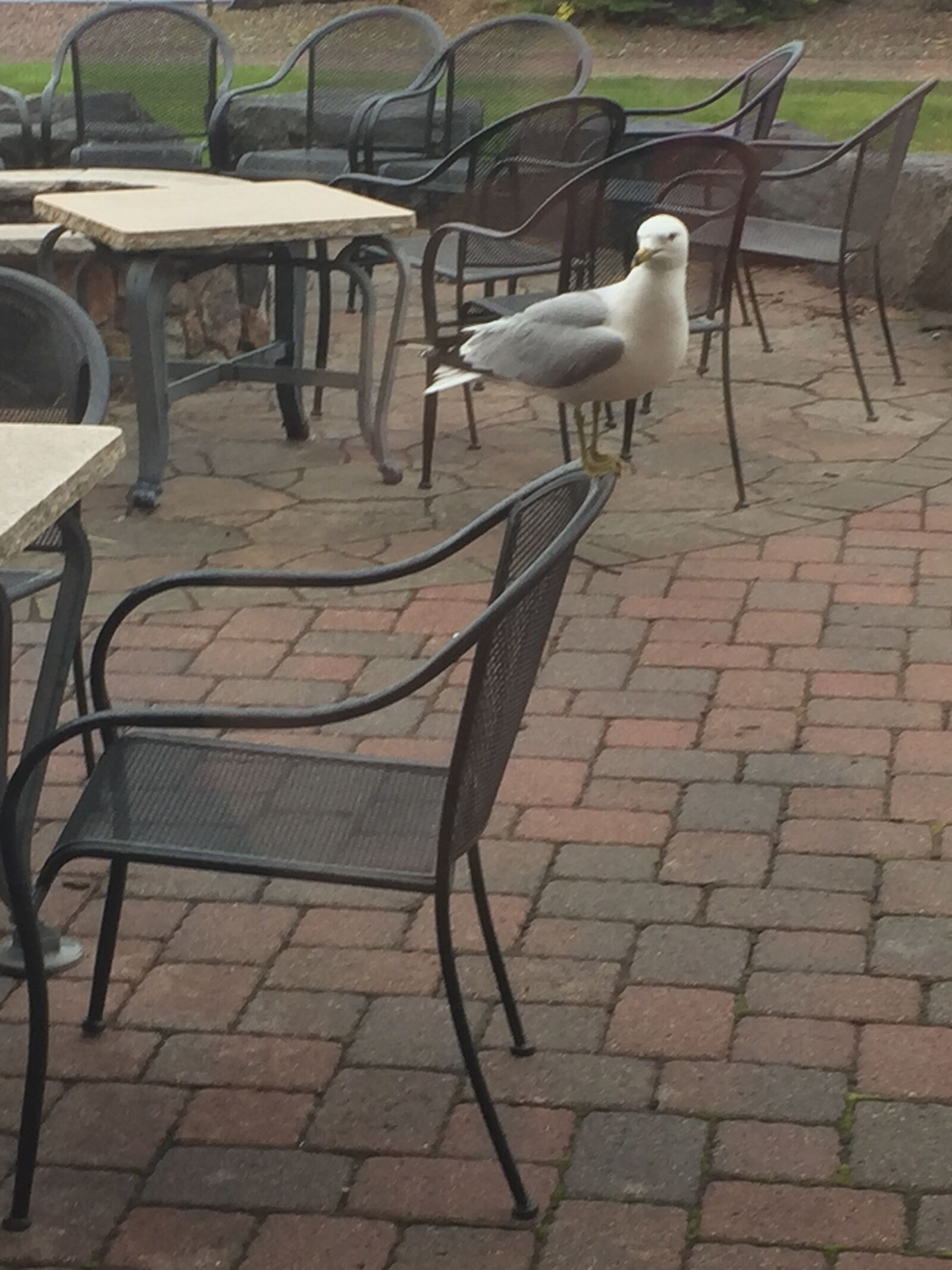 iPhone 6 back camera 4.15mm f/2.2 sample photo. Pigeon, chair, restaurant photography