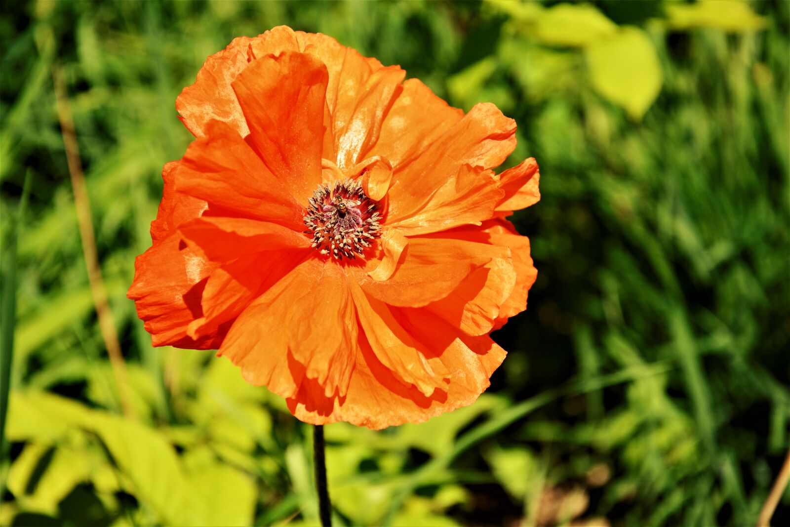 Nikon D7100 sample photo. Poppy, flower, red photography