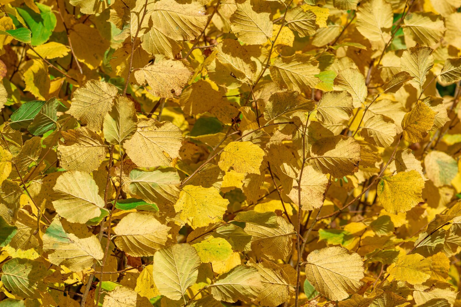 Nikon D7200 sample photo. Leaves, beech, autumn photography