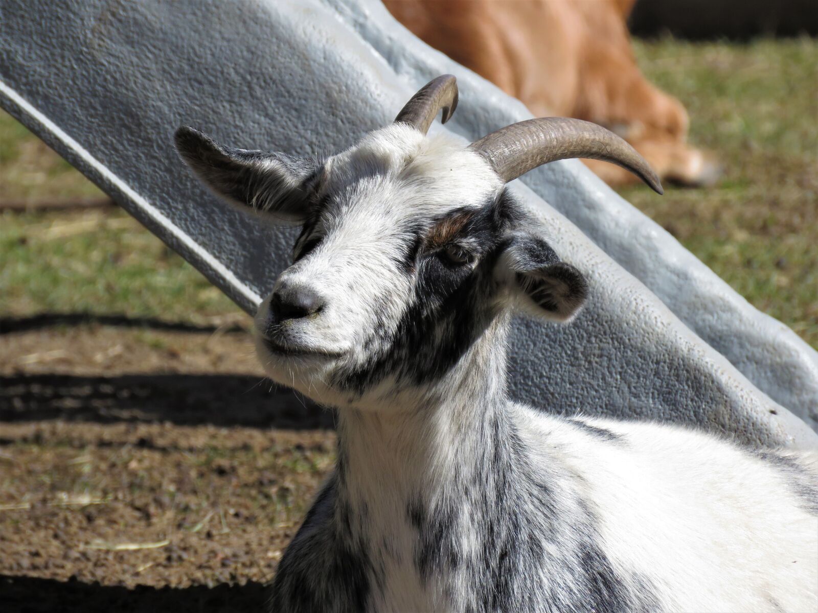 Canon PowerShot SX60 HS sample photo. Goat, farm animal, animal photography