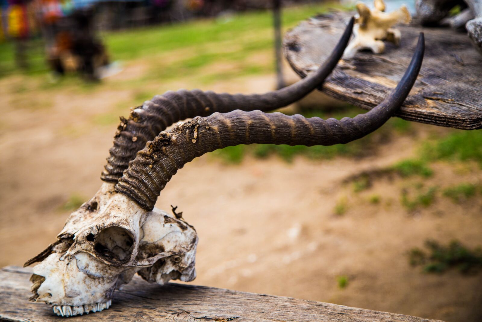 Canon EF 24-105mm F4L IS USM sample photo. Nature, skeleton, africa photography
