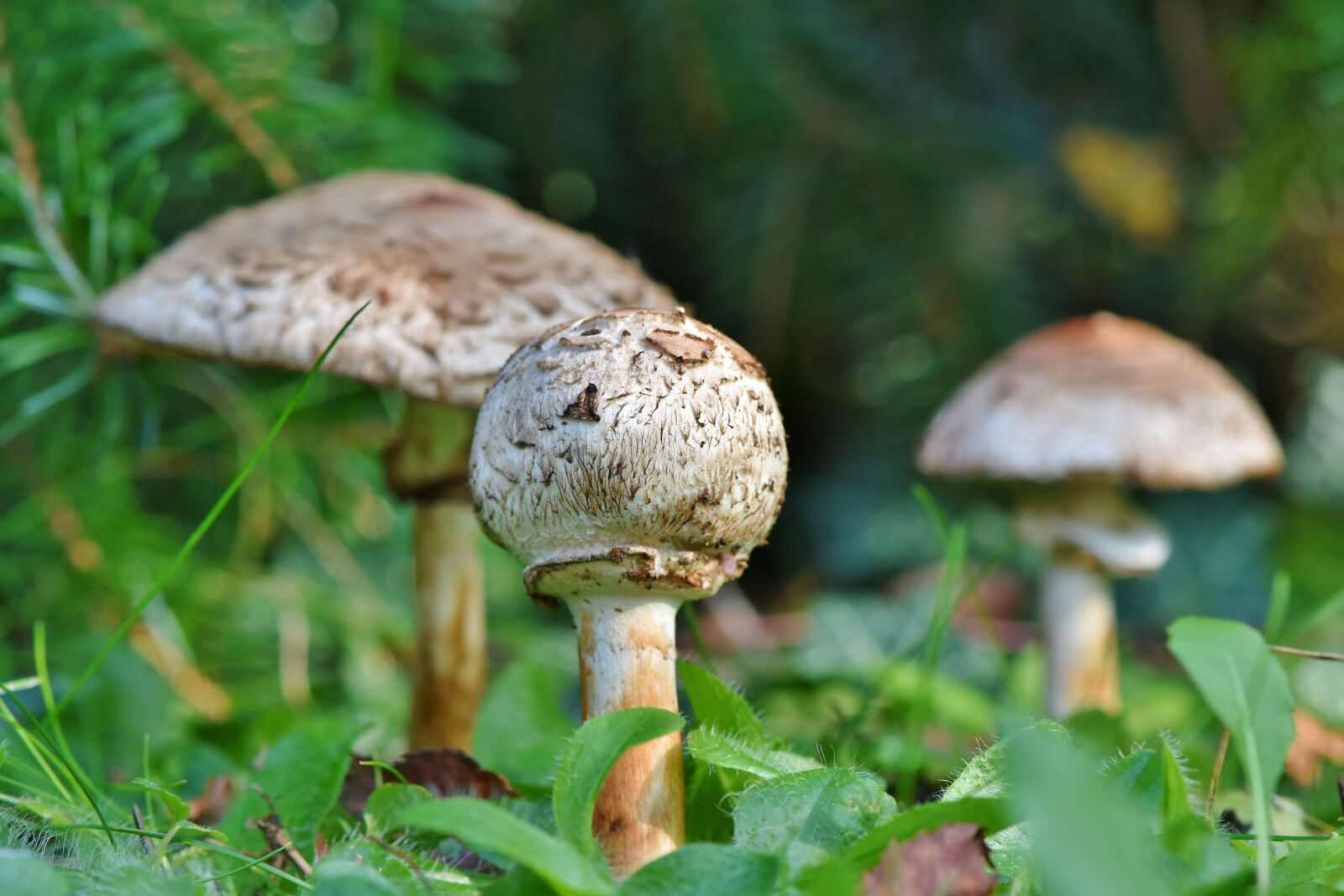 Nikon D7200 sample photo. Parasol, mushroom, giant schirmling photography
