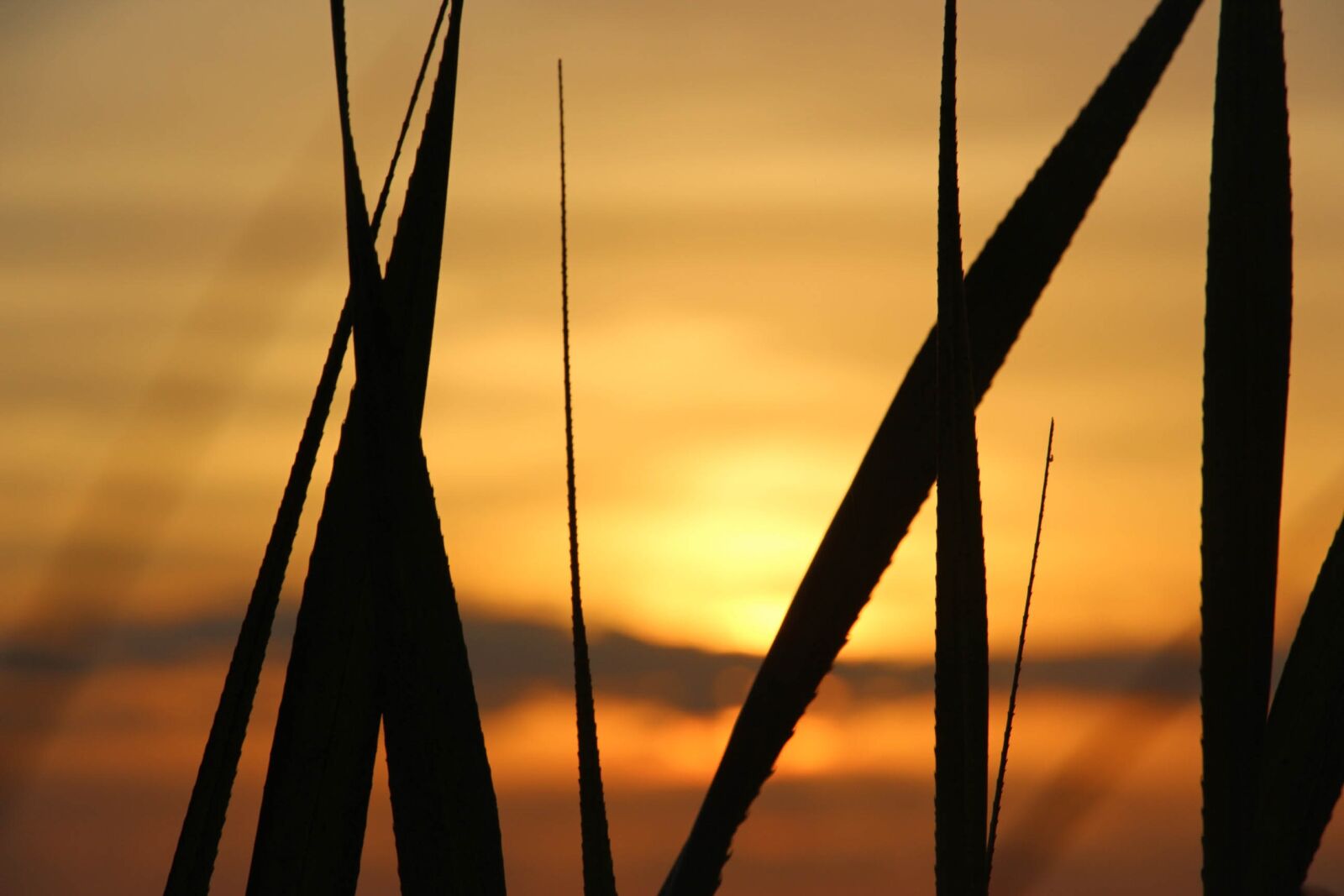 Canon EOS 700D (EOS Rebel T5i / EOS Kiss X7i) sample photo. Sunset, sundown, grass photography