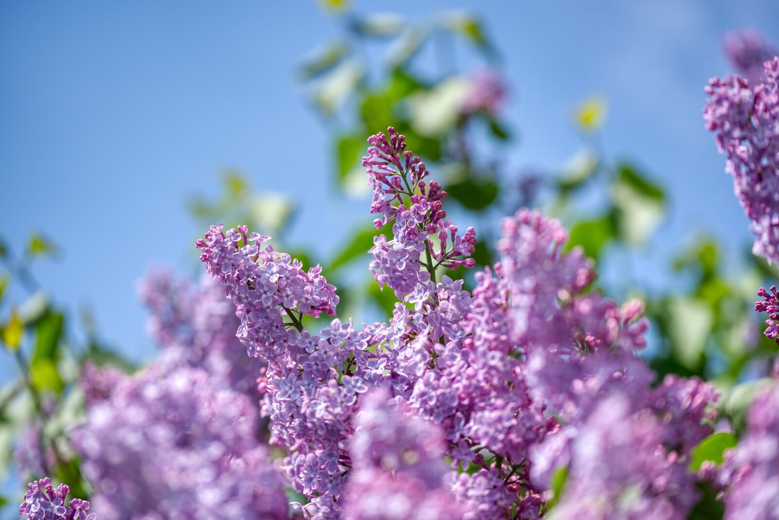 Nikon D750 sample photo. Lilac, olive crop, purple photography