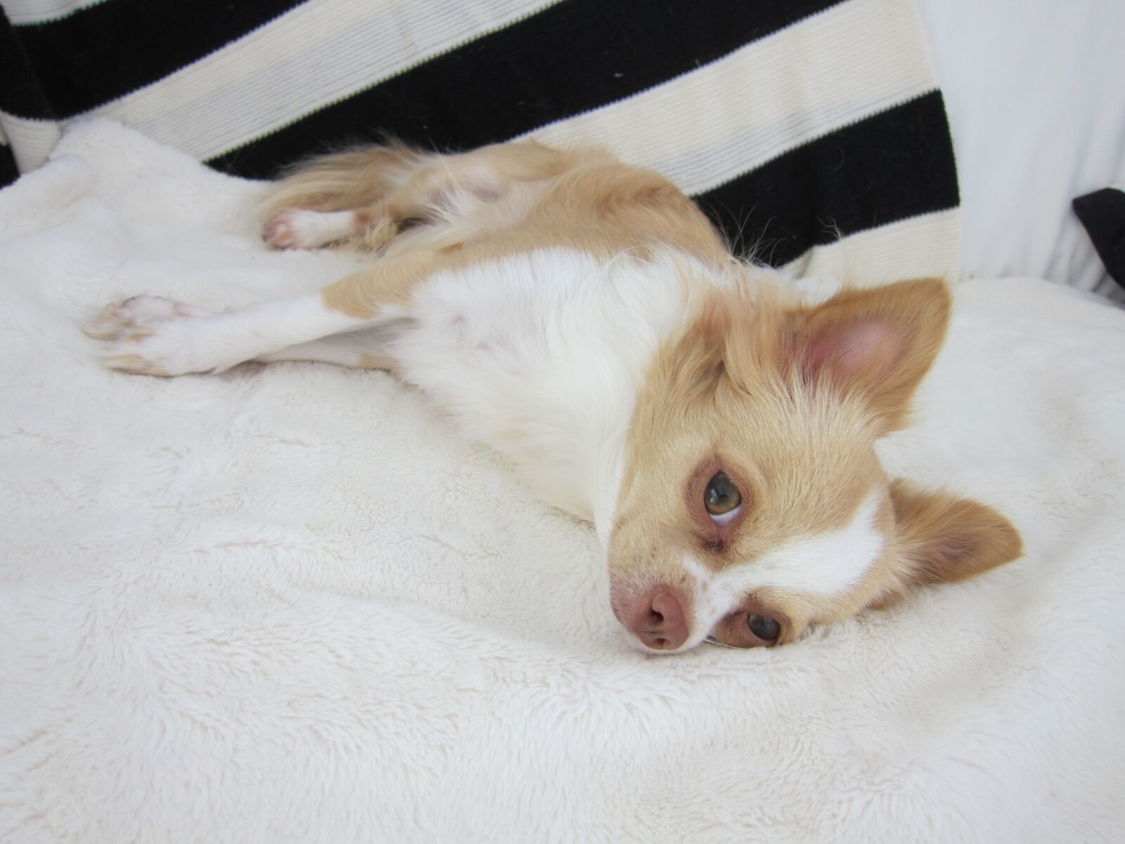 Canon PowerShot S95 sample photo. Chihuahua, dog, pet photography