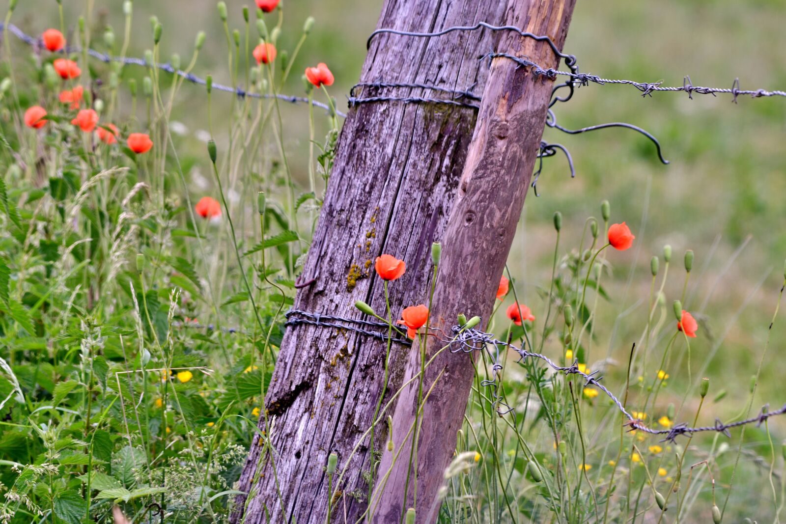 Nikon D500 sample photo. Poppies, fencing, barbed wire photography