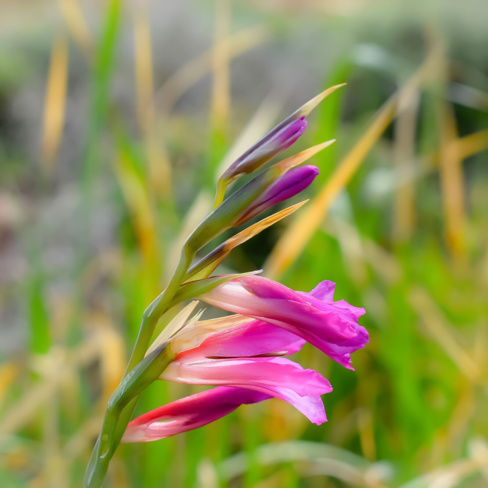 Nikon D3300 sample photo. Gladiolus italicus, common sword-lily photography