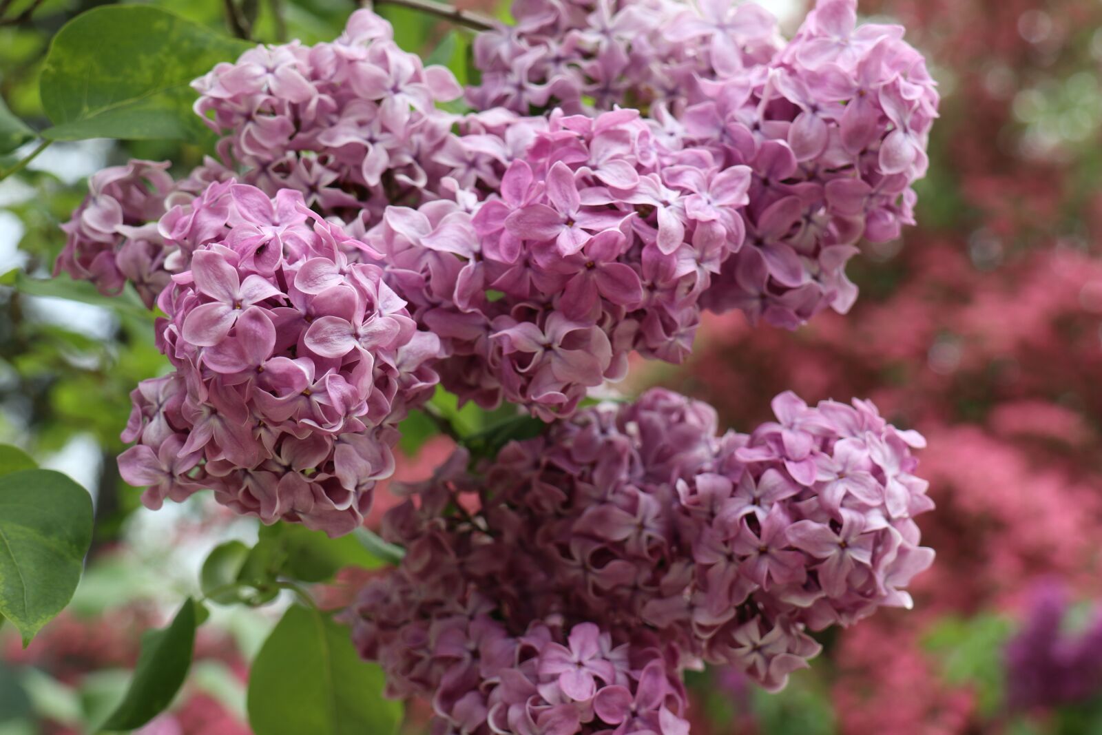 Canon EOS M6 sample photo. Spring, may, nature photography