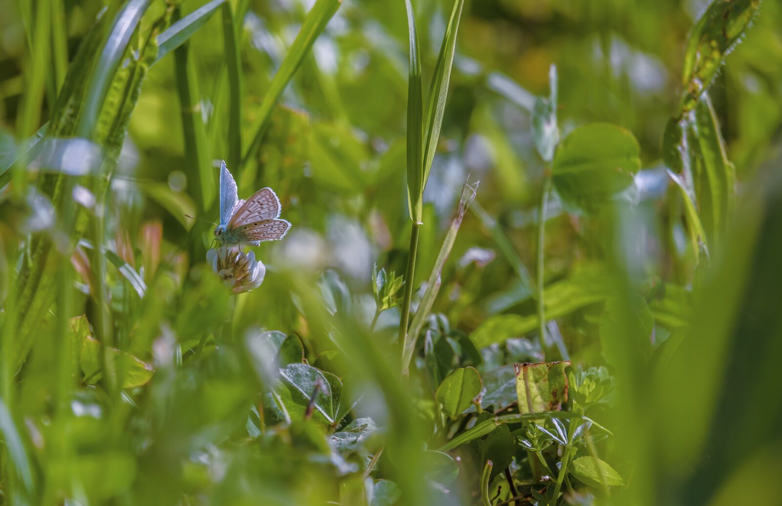 Fujifilm X-T30 + Fujifilm XF 55-200mm F3.5-4.8 R LM OIS sample photo. Butterfly, common blue, butterflies photography