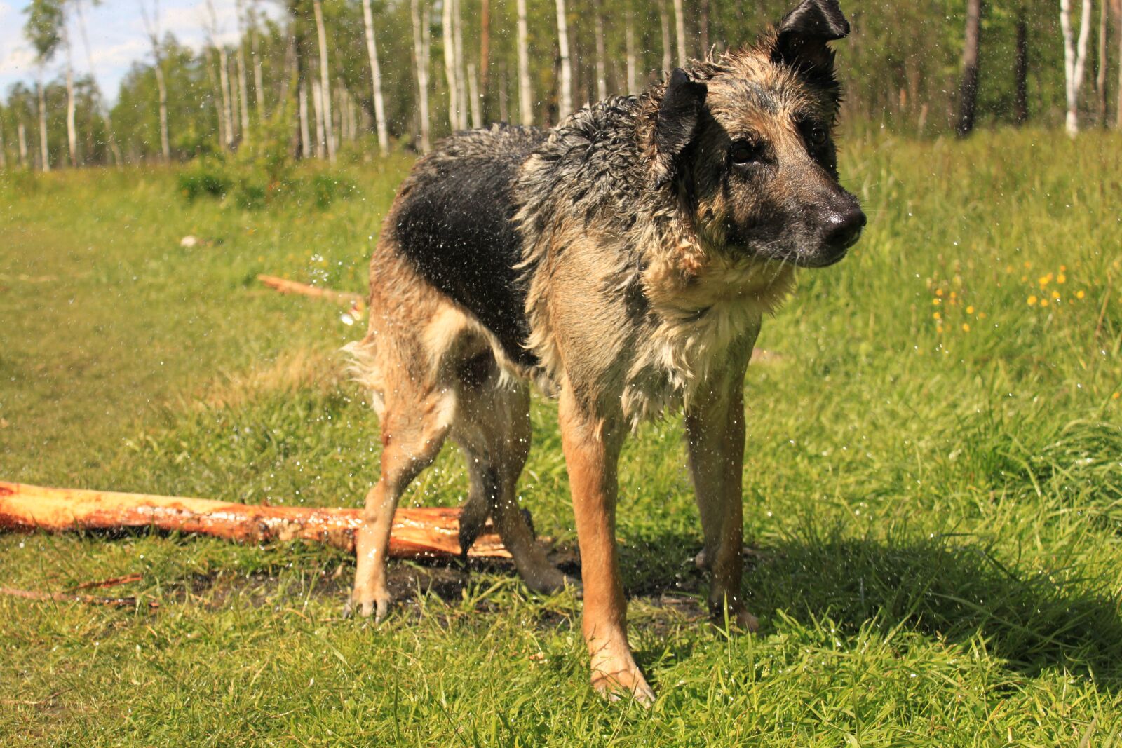 Canon EOS 500D (EOS Rebel T1i / EOS Kiss X3) sample photo. German shepherd, shepherd, dog photography