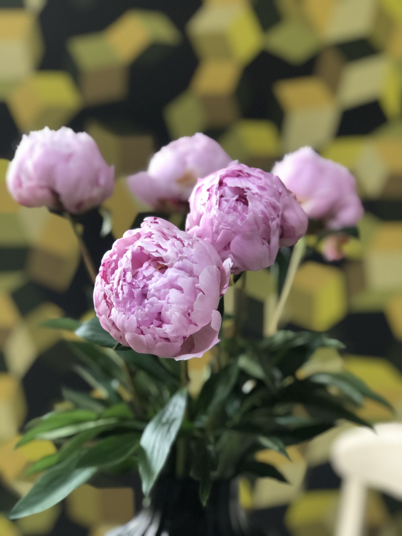iPhone 8 Plus back dual camera 6.6mm f/2.8 sample photo. Peony, flowers, pink photography