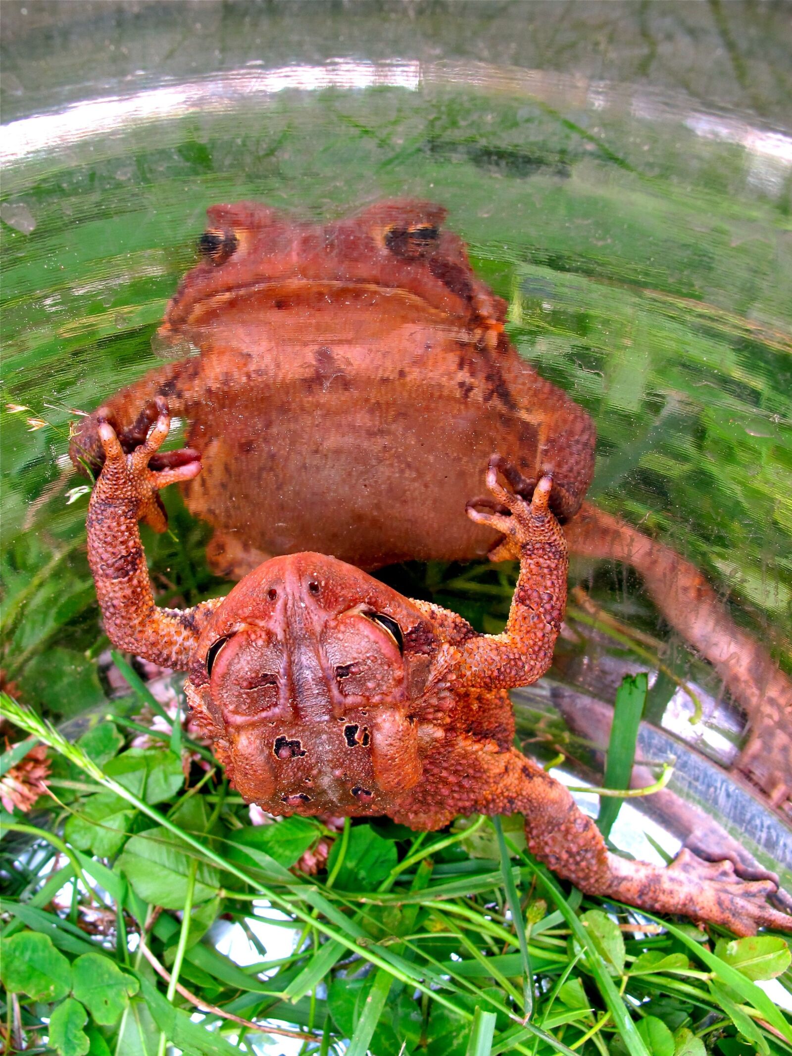 Canon PowerShot G11 sample photo. Frog, toad, amphibian photography