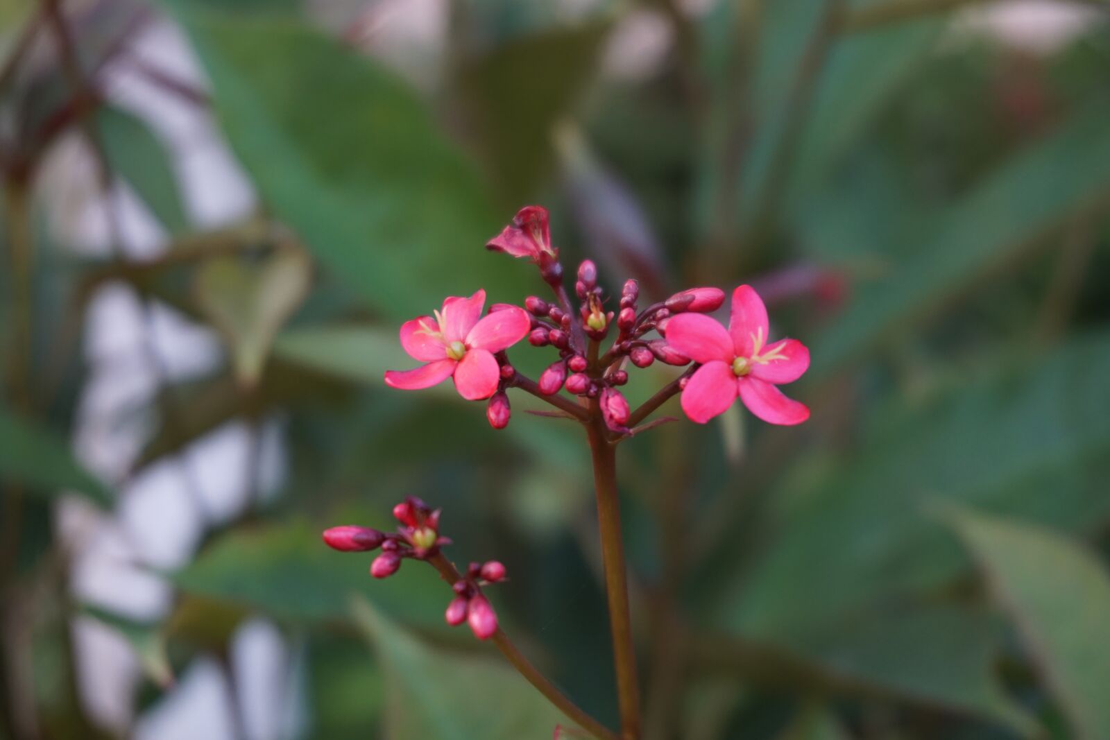 Sony a6000 sample photo. Flower, plant, the scenery photography