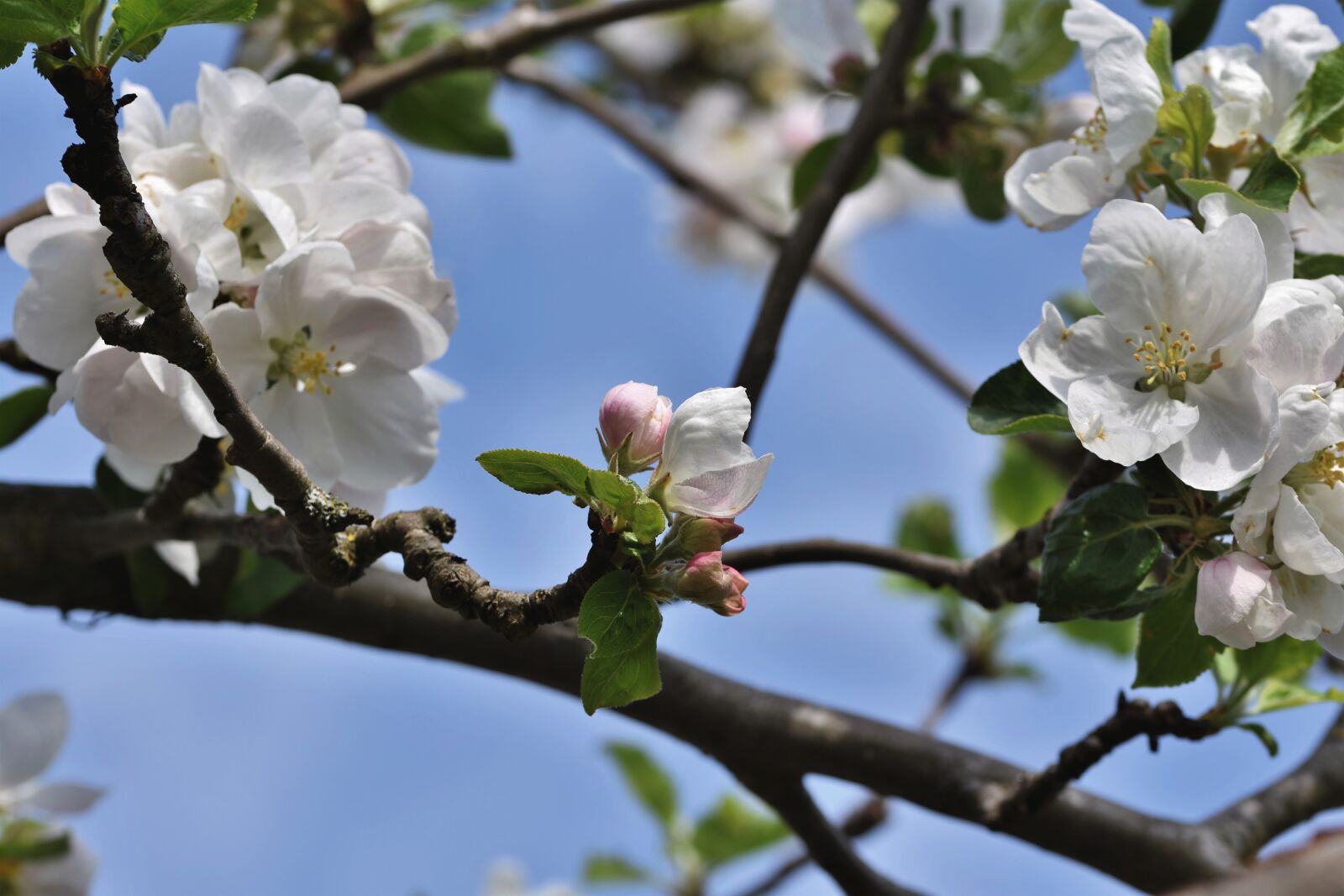 Nikon D7200 sample photo. Apple blossom, flowers, apple photography