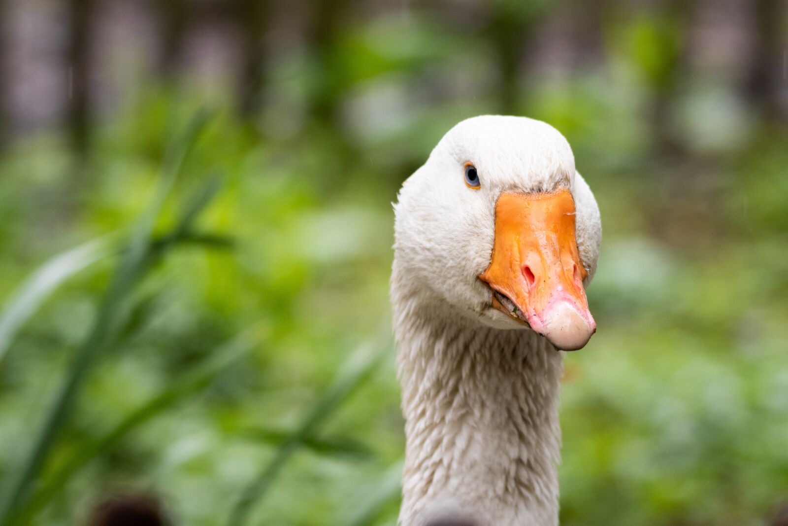 Canon EOS 80D sample photo. Bird, goose, nature photography