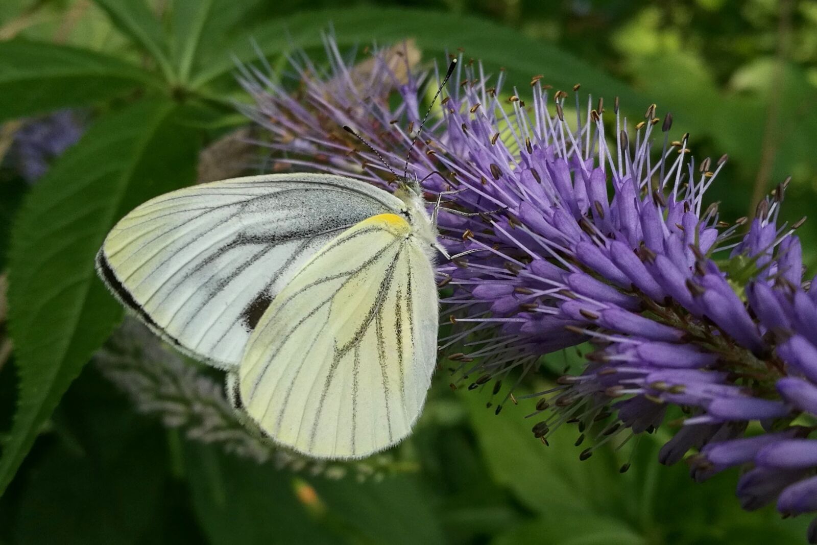HUAWEI FRD-L02 sample photo. Japan, natural, creature photography