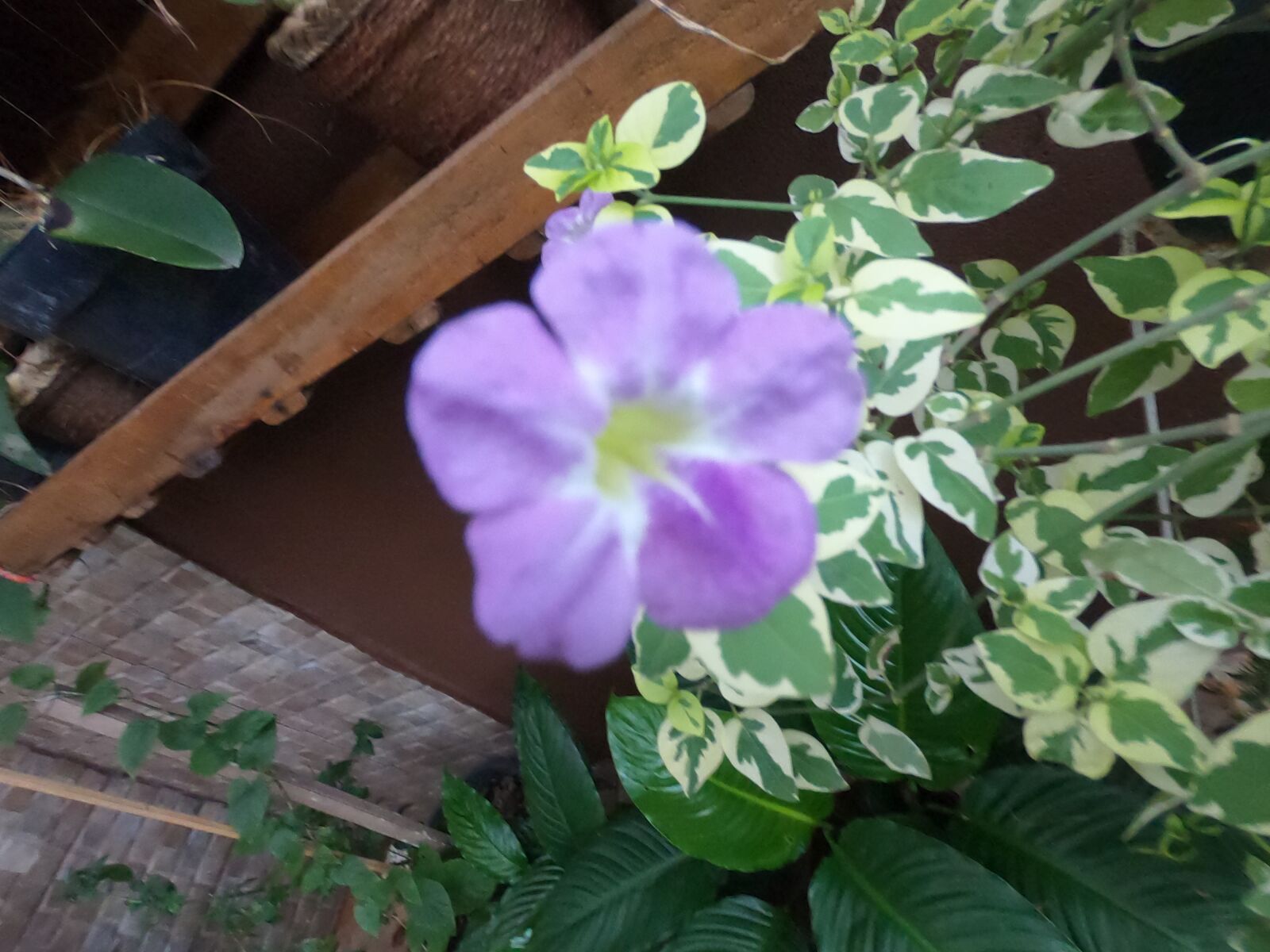 GoPro Hero6 Black sample photo. Rosa, flower, flowers photography