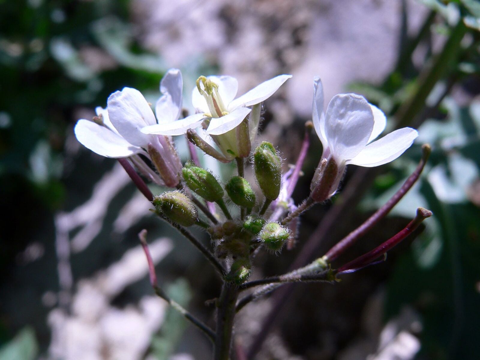 Panasonic DMC-FZ20 sample photo. White, flower, blossoms photography