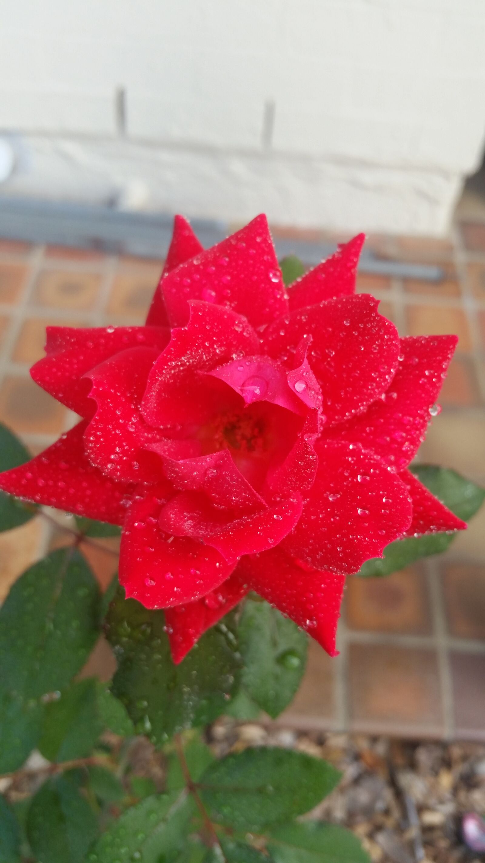 Samsung Galaxy S5 sample photo. Rose, garden, leaves photography