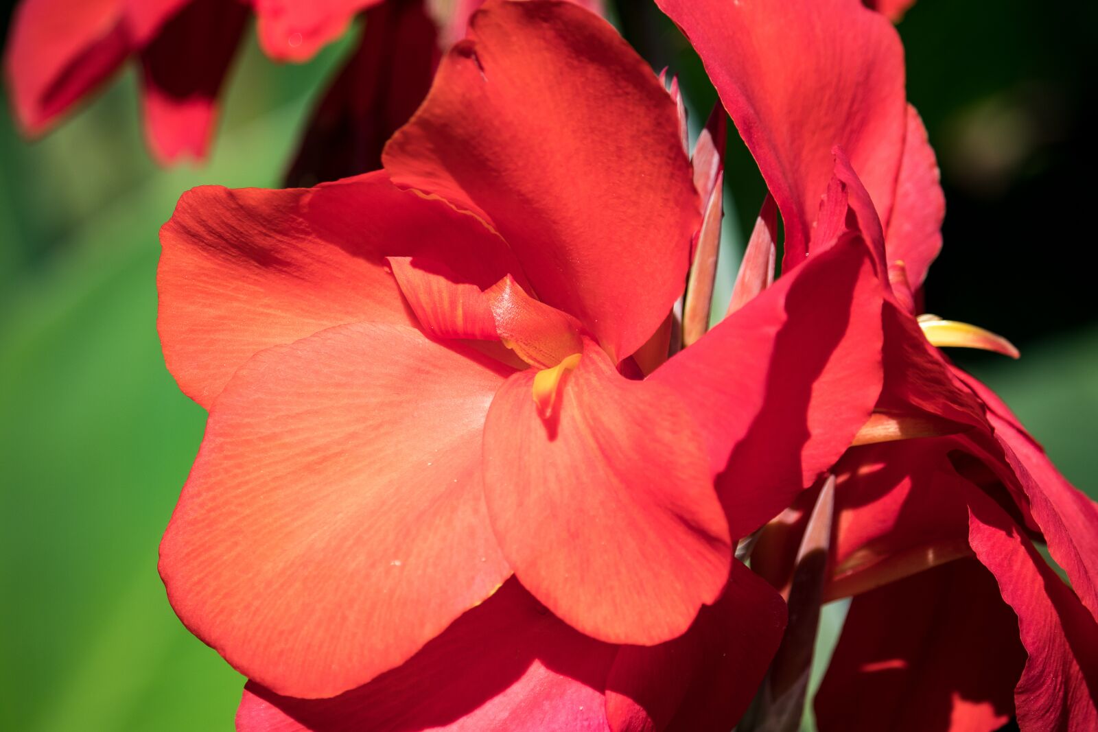 Canon EF-S 55-250mm F4-5.6 IS STM sample photo. Canna, flower, plant photography