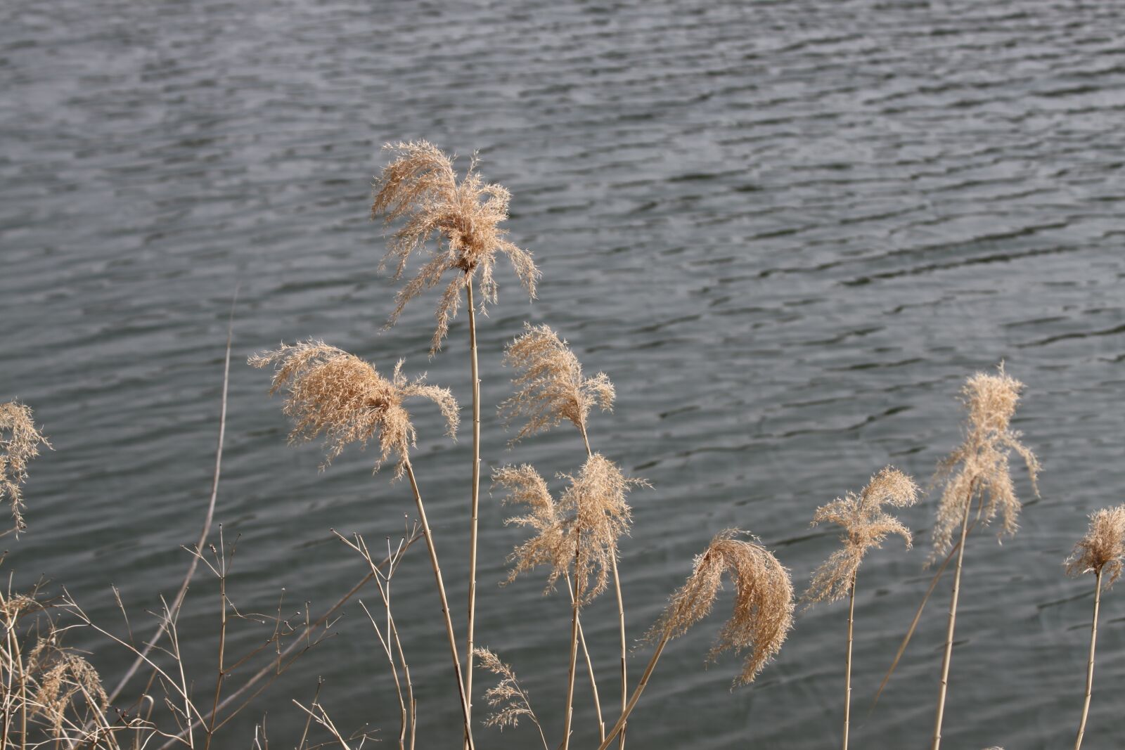 Canon EOS 50D sample photo. River, milyang, pool photography