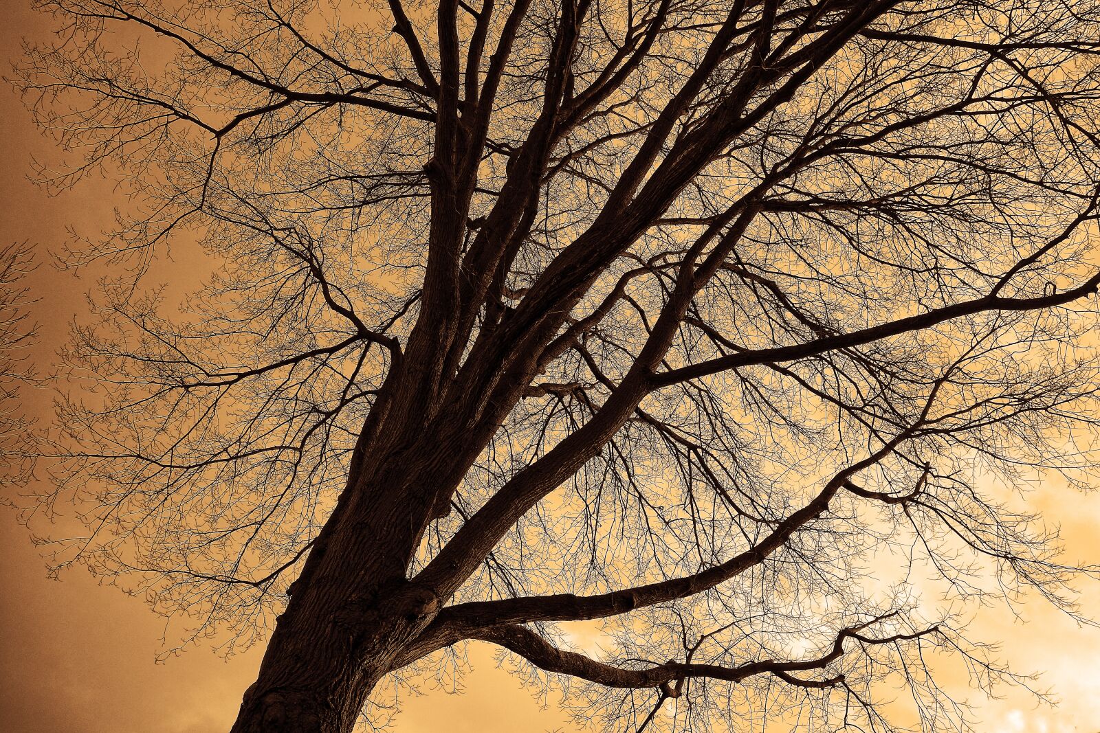 Sony Cyber-shot DSC-RX100 sample photo. Tree top, tree, trunk photography