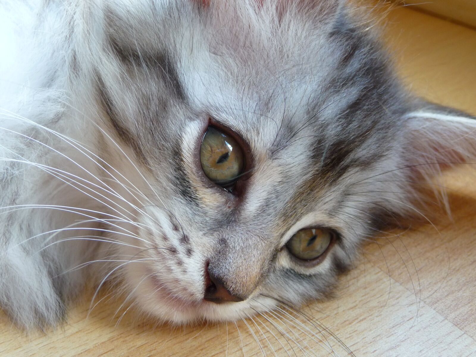 Panasonic Lumix DMC-TZ5 sample photo. Kitten, maine coon, grey photography