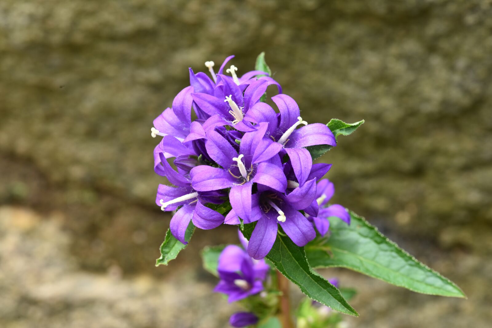 Nikon D810 sample photo. Campanula glomerata, often flower photography