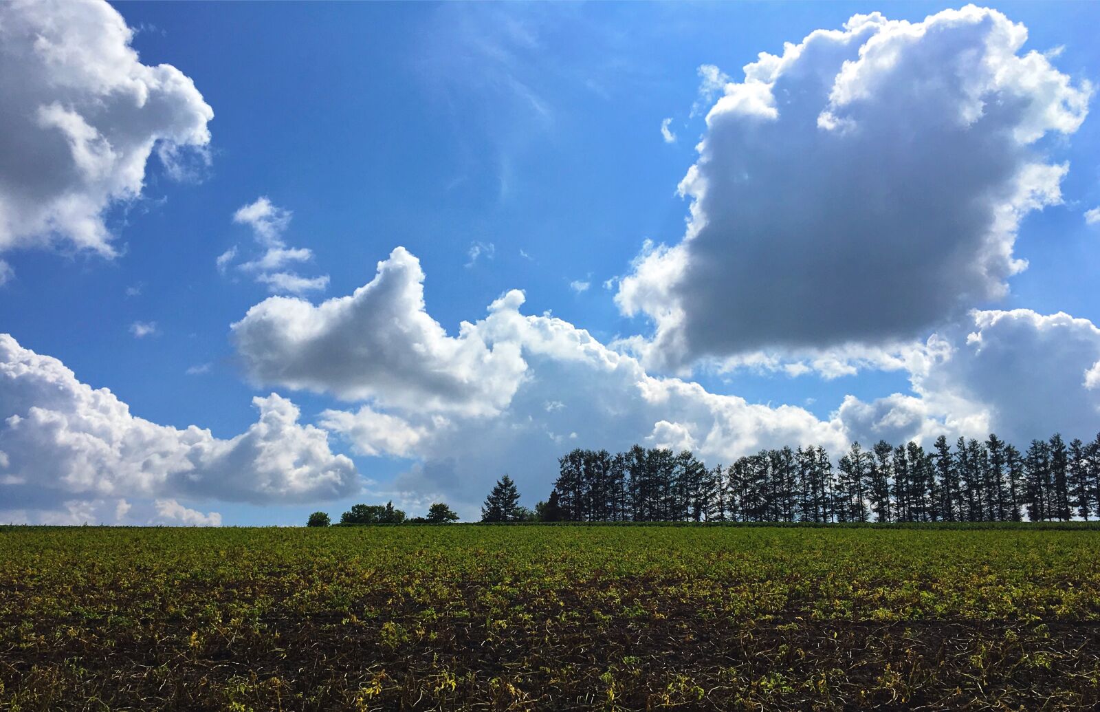 Apple iPhone 6s sample photo. Hokkaido, biei, summer photography