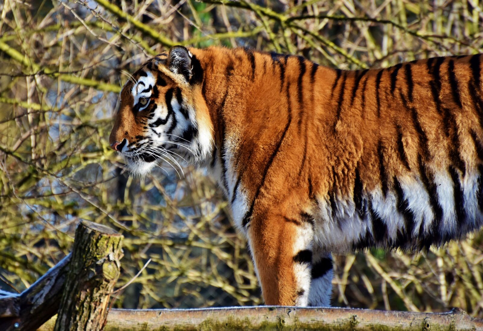 Nikon D7200 sample photo. Tiger, big cat, predator photography