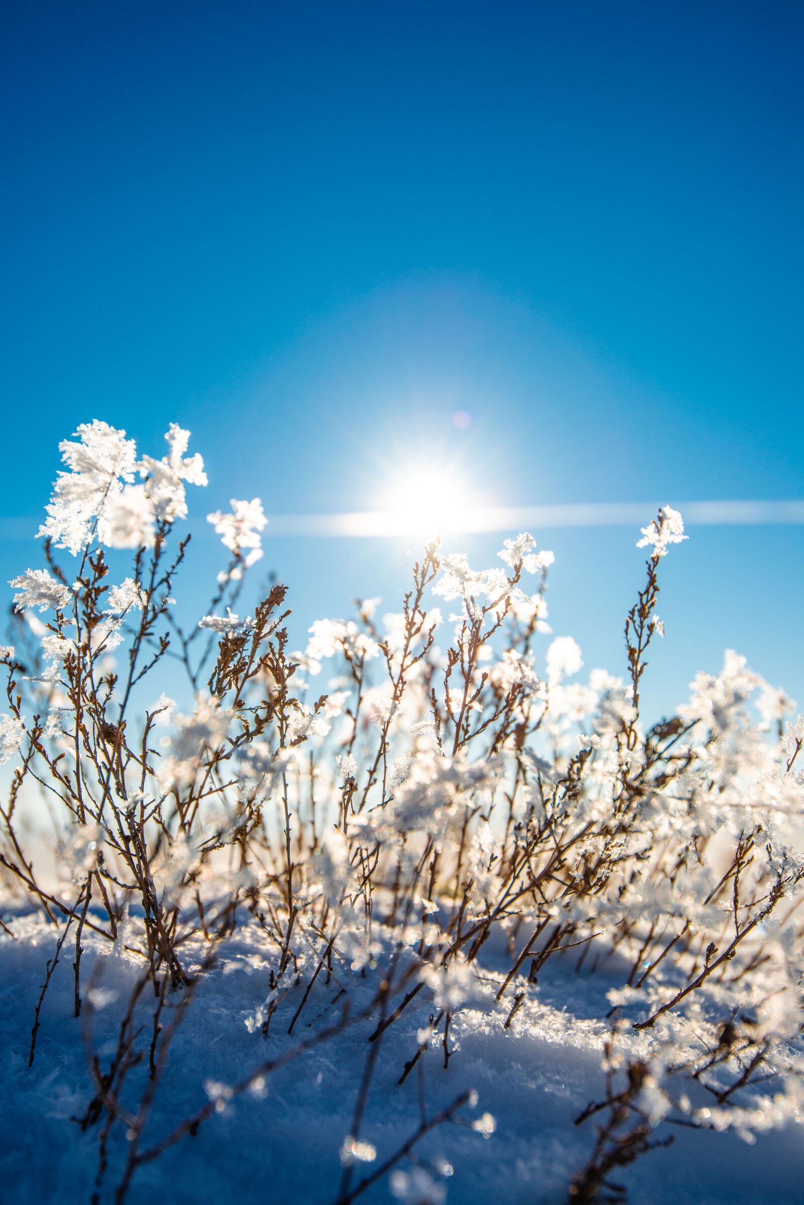Nikon D800 sample photo. Winter, snow, cold photography