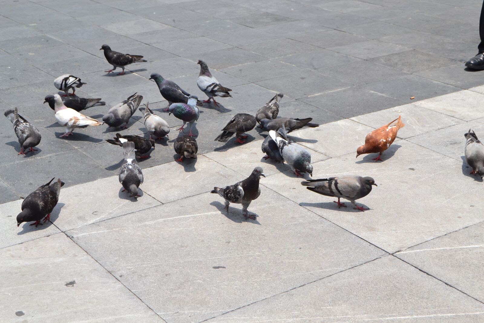 Nikon D3100 sample photo. Paloma, ave, bird photography