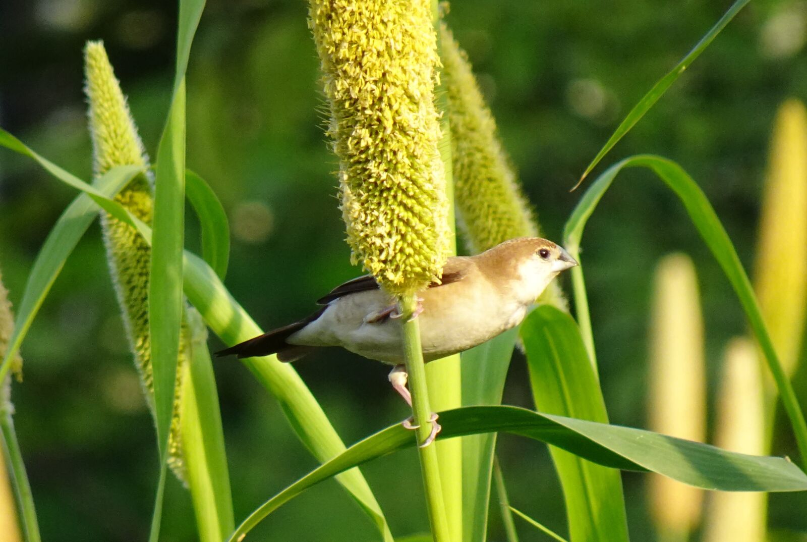 Sony DSC-WX800 sample photo. Bird, indian silverbill, white-throated photography