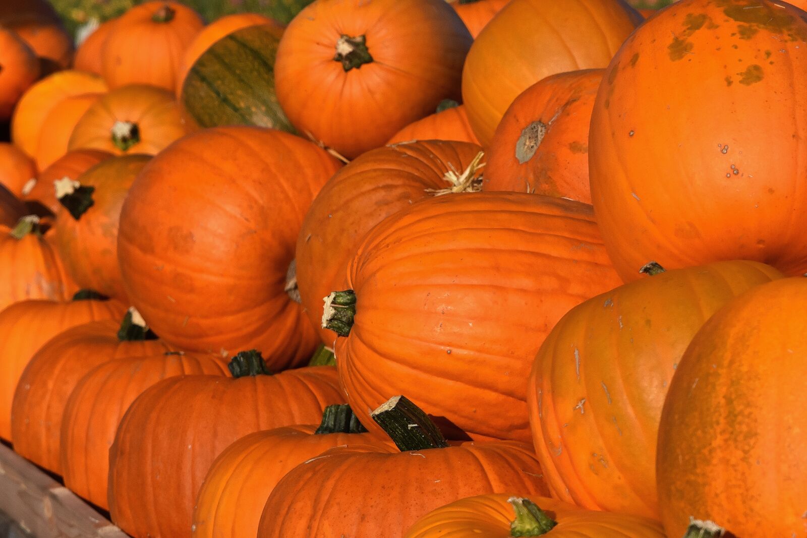 Nikon D7200 sample photo. Pumpkins, autumn, autumn decoration photography