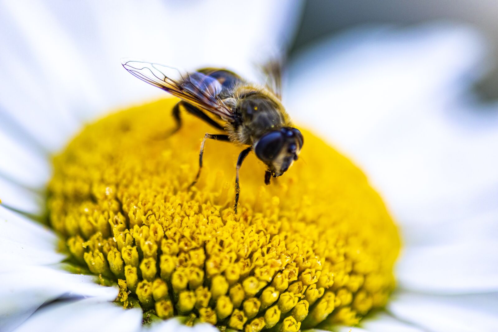 Canon EOS 5D Mark IV sample photo. Garden, flower, bee photography