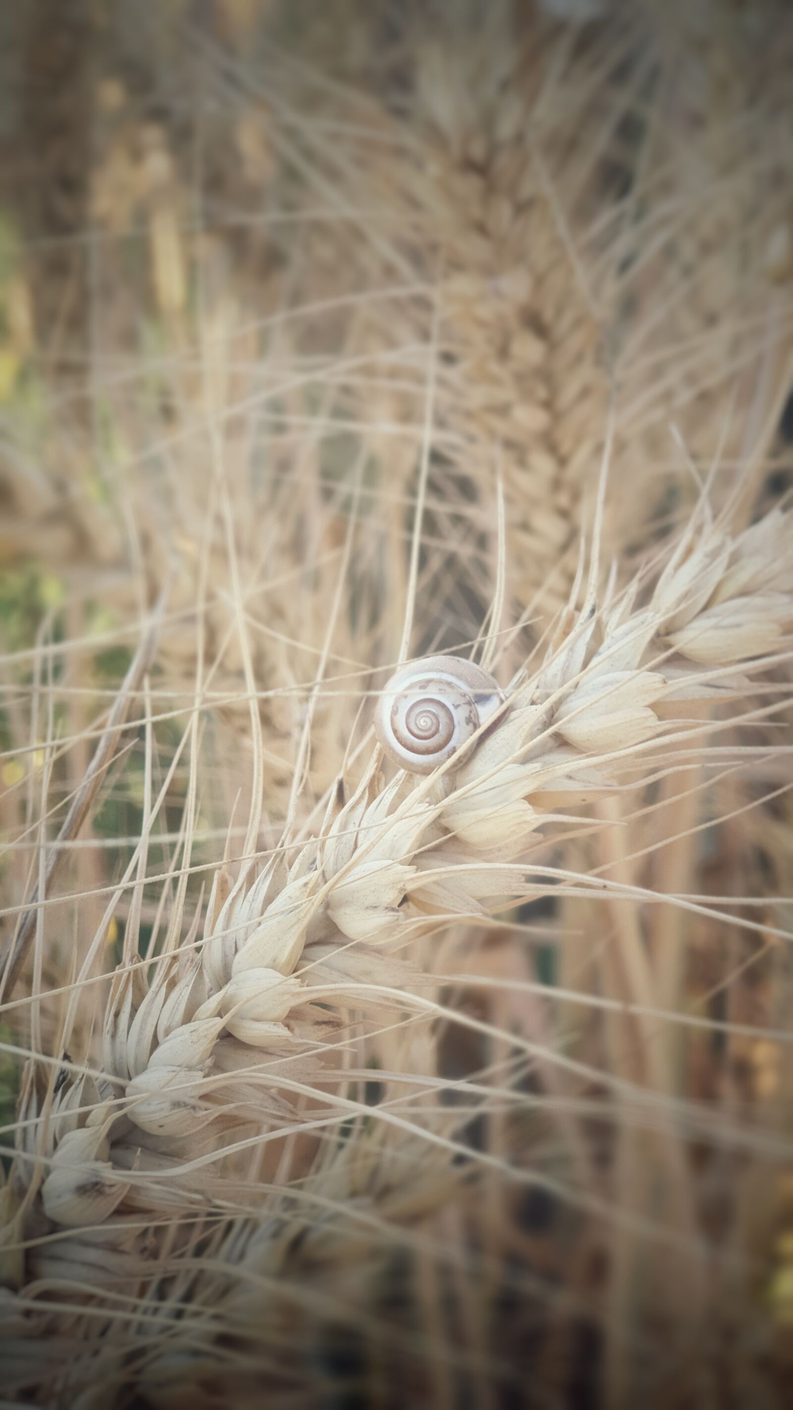 Samsung Galaxy S9+ sample photo. Israel, nature, snail photography