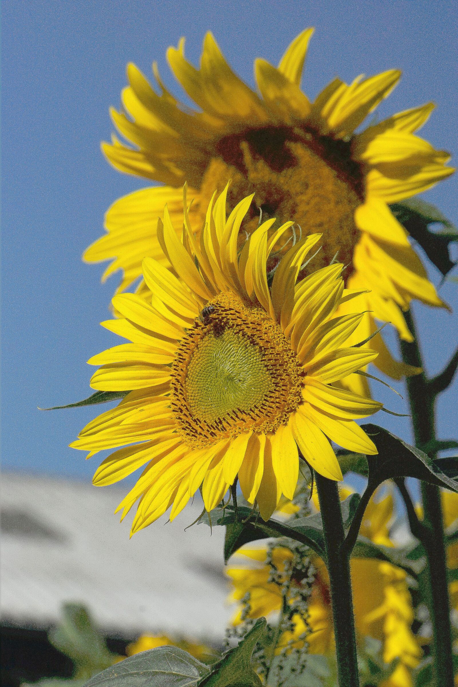 Sony a6000 + Sony E 18-200mm F3.5-6.3 OSS sample photo. Sunflower, nature, flower photography
