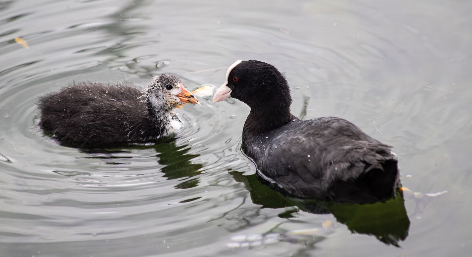 Canon EF 70-300mm F4-5.6 IS USM sample photo. Coot, bird, water bird photography