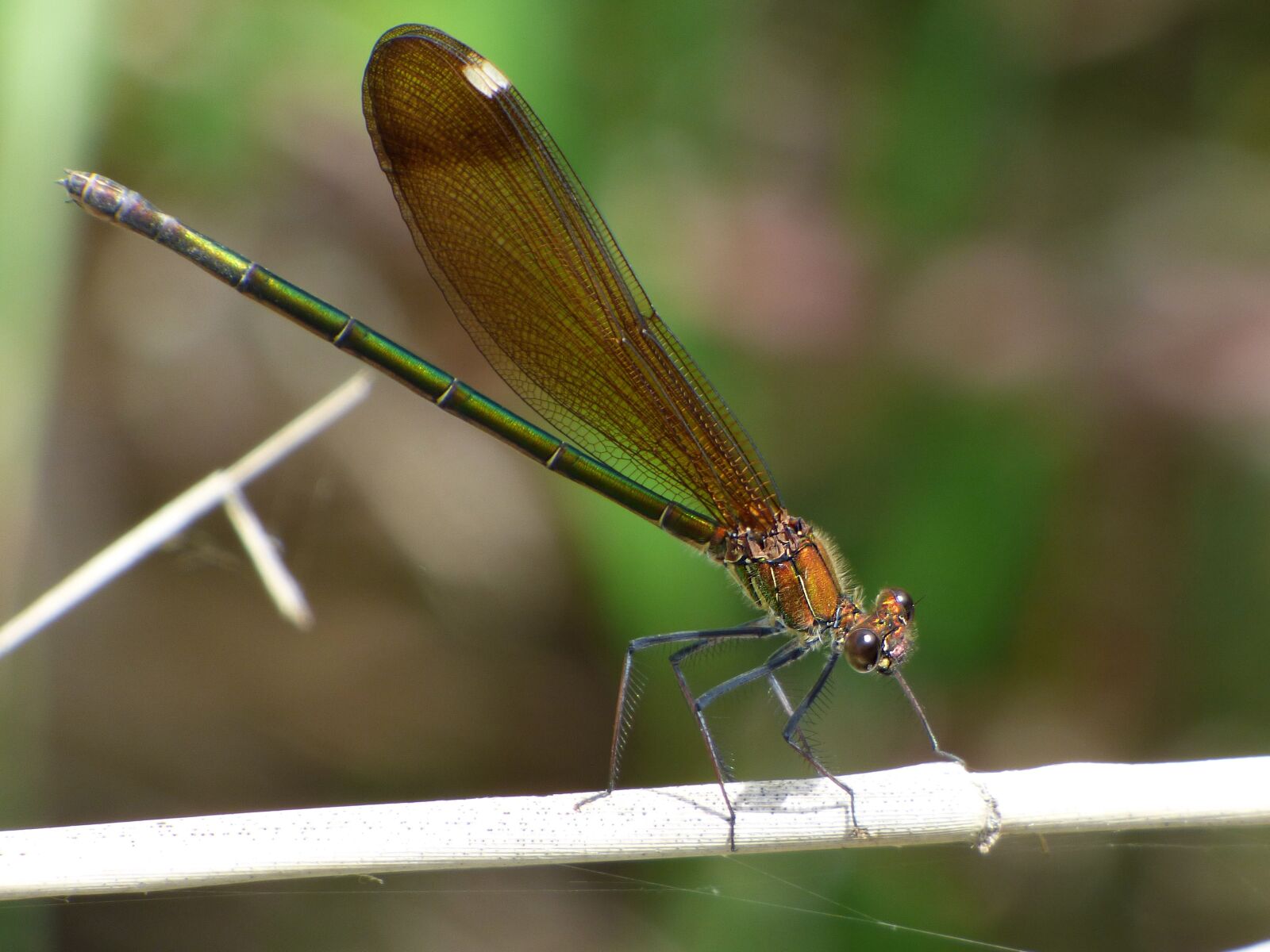 Panasonic Lumix DMC-FZ70 sample photo. Dragonfly, damselfly, green dragonfly photography