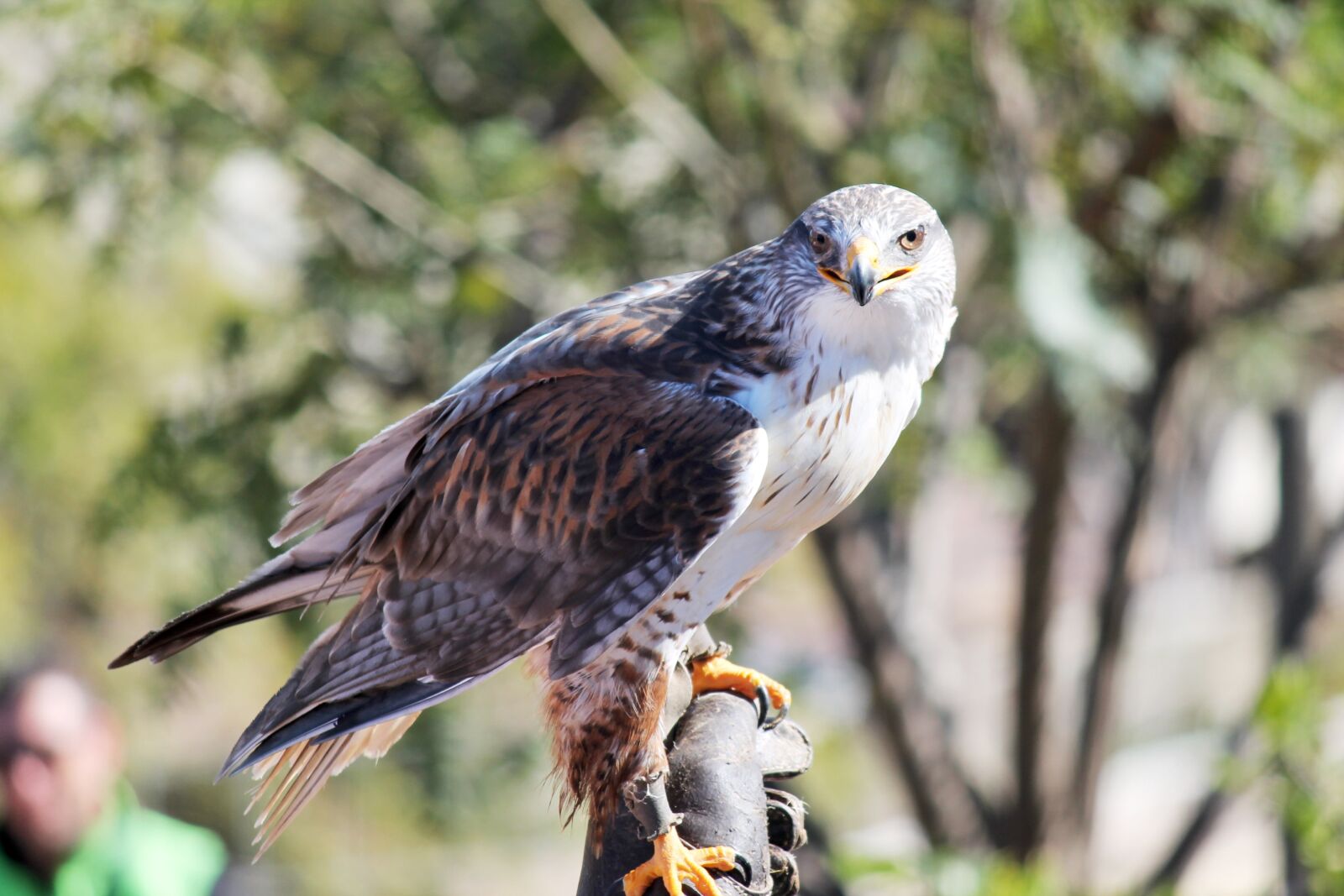Canon EF-S 55-250mm F4-5.6 IS II sample photo. Eagle, ave, bird of photography