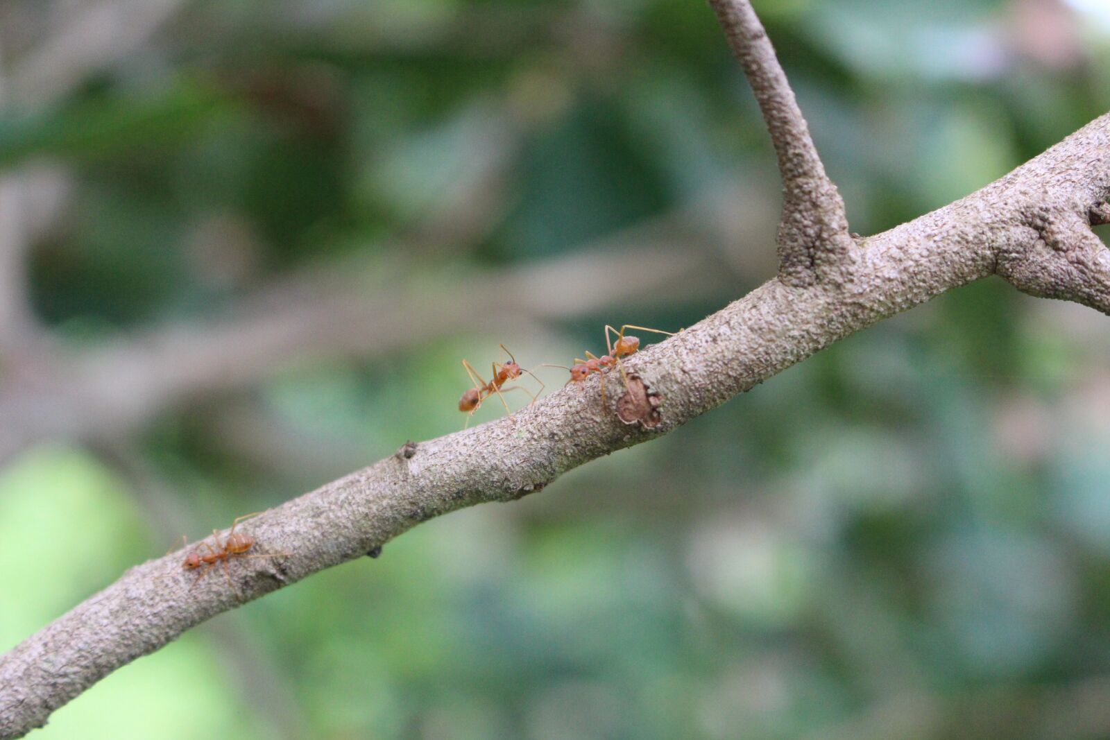 Canon EOS 700D (EOS Rebel T5i / EOS Kiss X7i) sample photo. The, is, gold photography