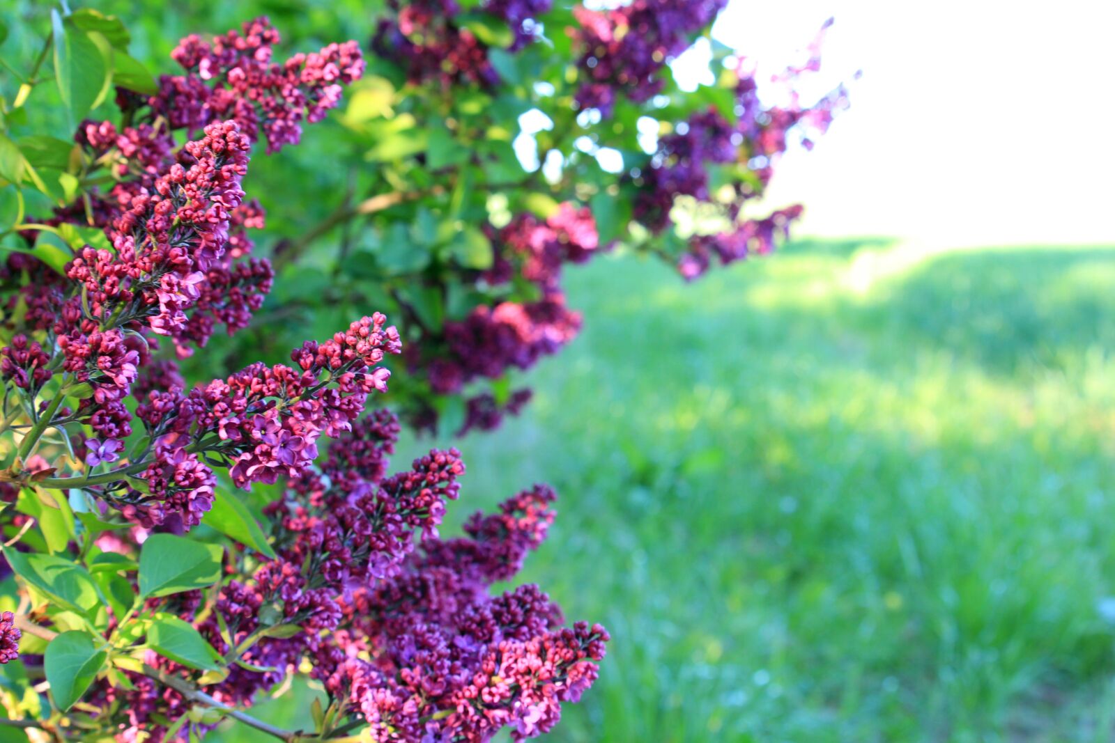 Canon EOS 700D (EOS Rebel T5i / EOS Kiss X7i) sample photo. Lilac, lane, spring photography