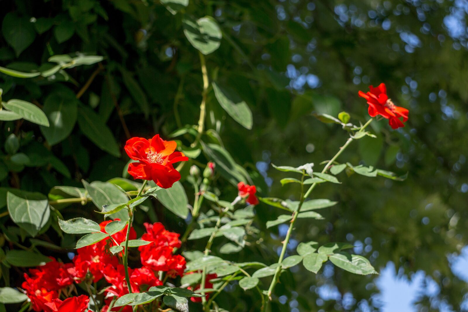 Canon EOS M + Canon EF-M 18-55mm F3.5-5.6 IS STM sample photo. Flowers, nature, summer photography