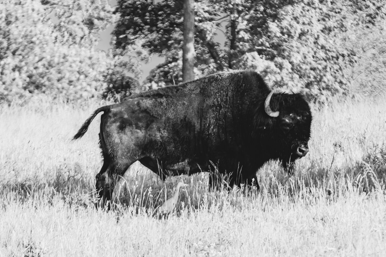 Canon EOS 1300D (EOS Rebel T6 / EOS Kiss X80) sample photo. Buffalo, bison, animal photography