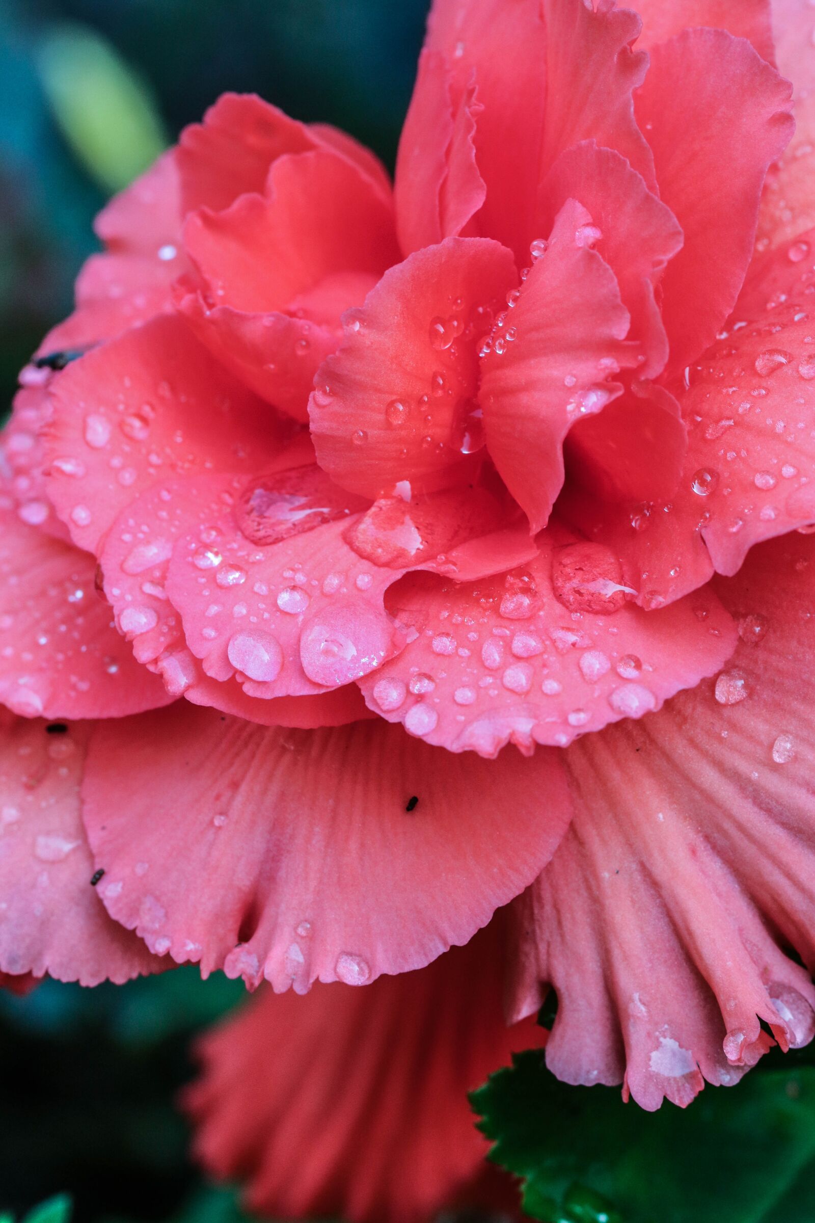 Canon EOS 7D Mark II sample photo. Pink, flower, water drop photography