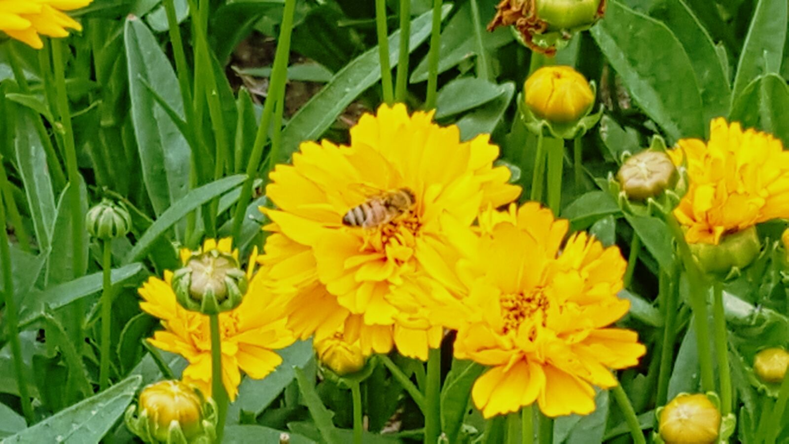 Samsung Galaxy Note5 sample photo. Beautiful, flowers, bee, garden photography