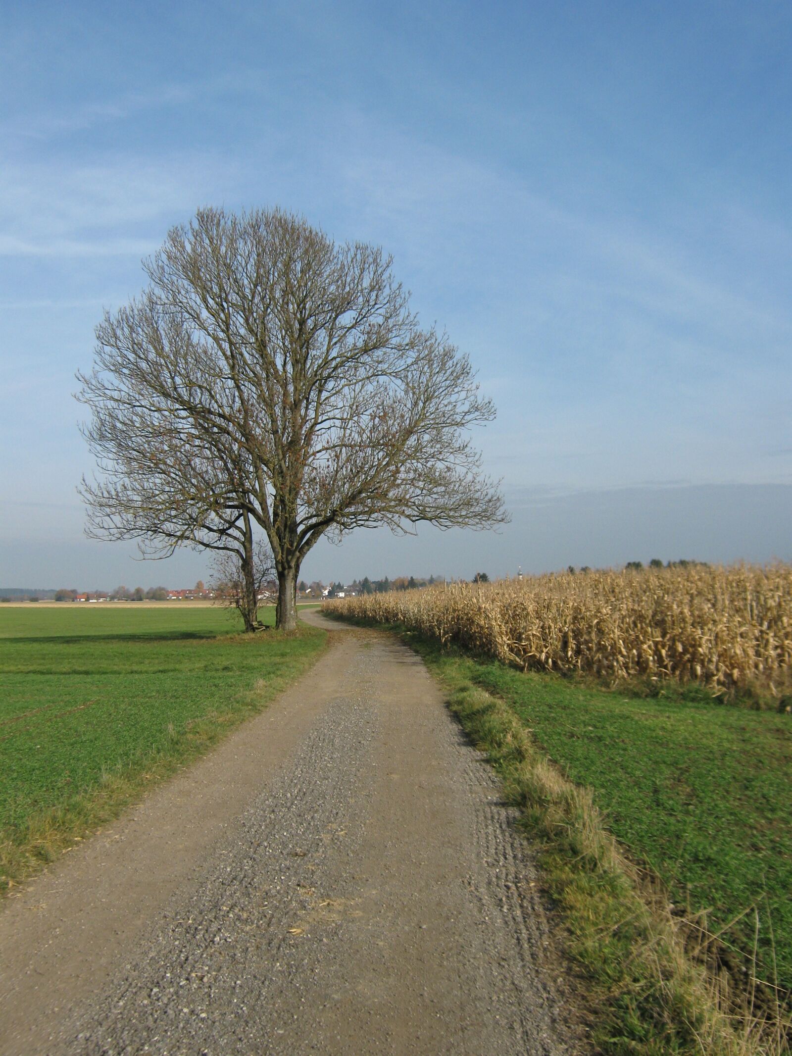 Canon PowerShot A470 sample photo. Bavaria, autumn, tree photography