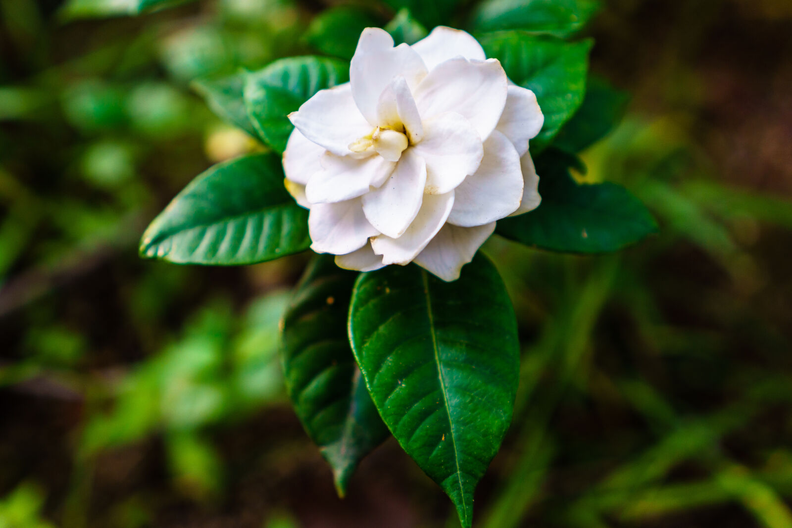 Sony a6000 sample photo. Flower, green, leaf, white photography