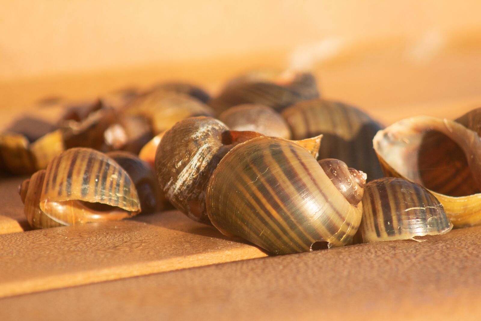 Canon EOS 1300D (EOS Rebel T6 / EOS Kiss X80) sample photo. Shells, gastropod shells, snail photography